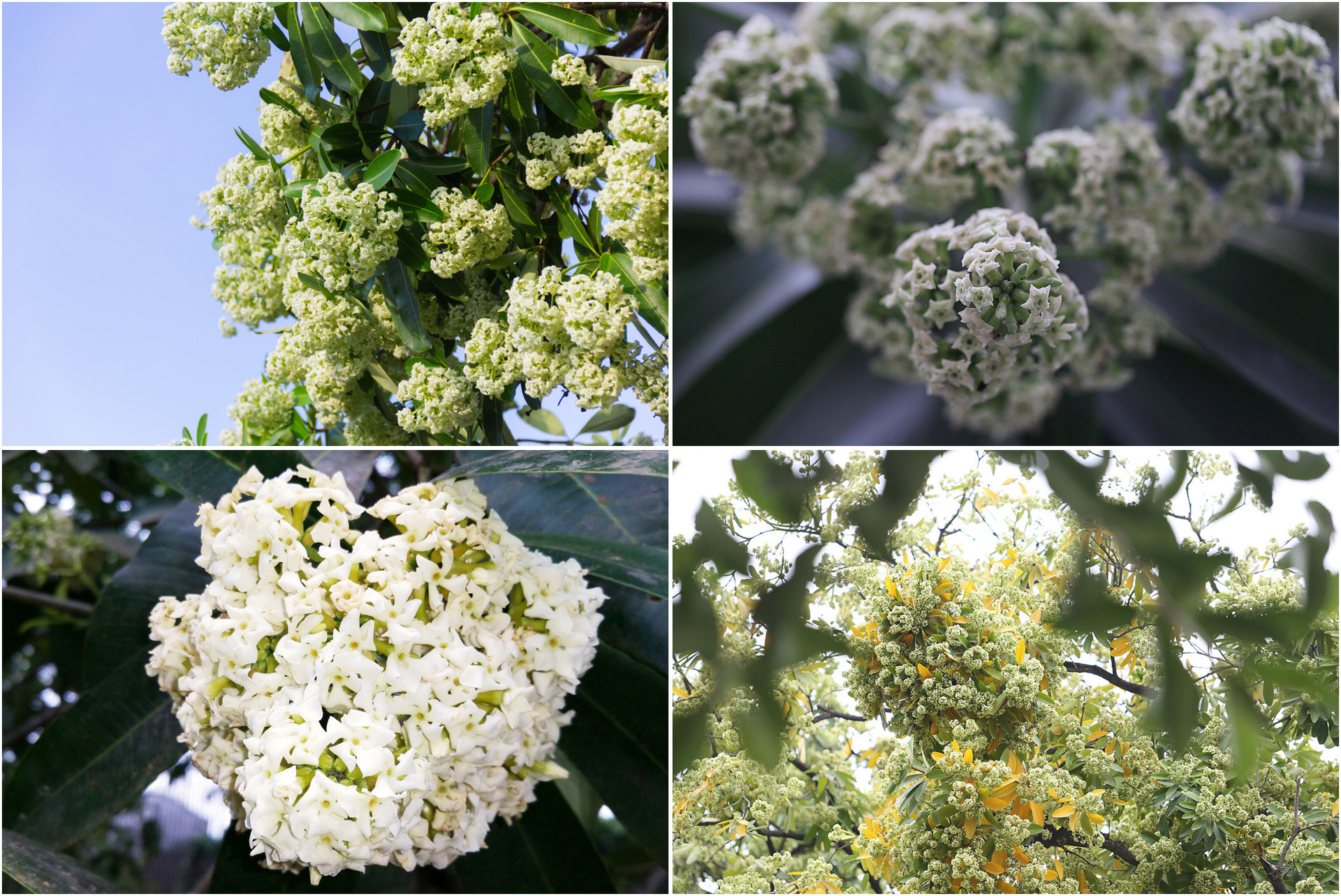 Milk flowers